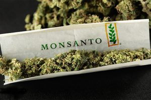 Monsanto and Bayer are Maneuvering to Take Over the Cannabis Industry - Waking Times