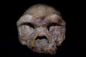 Ancient skull from China may rewrite the origins of our species  New Scientist