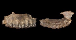 Fossils hint hominids migrated through a &lsquo;green&rsquo; Arabia 300,000 years ago  Science News