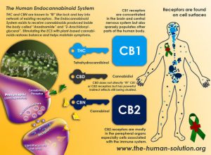 The Endocannabinoid system: Most medical schools don't train students about the second largest neurotransmitter system -- Health