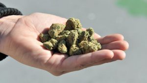 Using cannabis daily or using high potency weed increases your risk of psychotic disorder, study finds - CNN