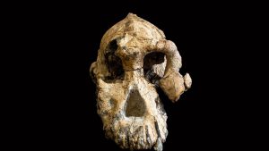 'Unprecedented' fossil skull reveals face of human ancestor