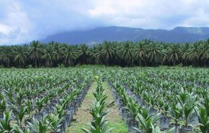 Norway Becomes First Country to Ban Palm Oil Biofuel Linked to "Catastrophic Deforestation"