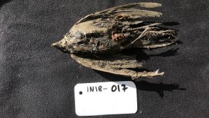 Frozen bird found in Siberia is 46,000 years old - CNN