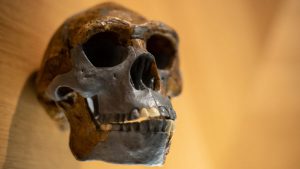 Mystery ancestor mated with ancient humans. And its 'nested' DNA was just found.  Live Science