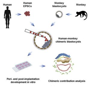 Chimeric contribution of human extended pluripotent stem cells to monkey embryos ex