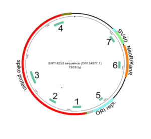 BioNTech RNA-Based COVID-19 Injections Contain Large Amounts Of Residual DNA Including An SV40 Promoter/Enhancer Sequence - Science, Public Health Policy and the Law