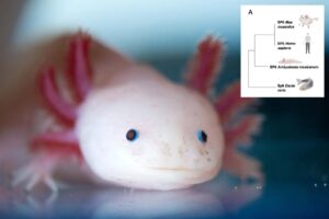 Scientists find 'the holy grail' of genes that could regrow human limbs