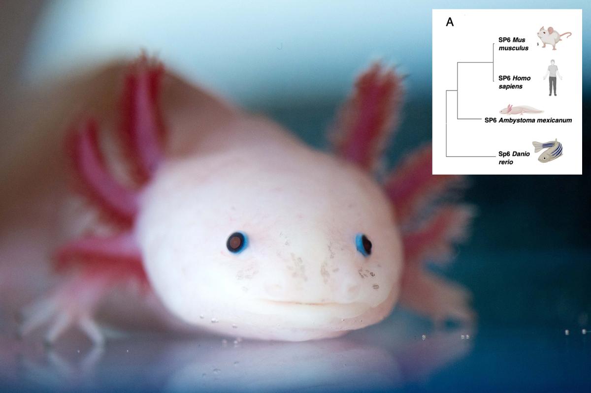 Scientists find 'the holy grail' of genes that could regrow human limbs